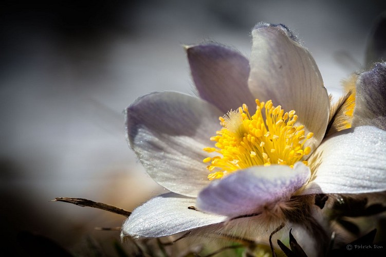 Dion Marie-Odile activité randonnée raquette hiver