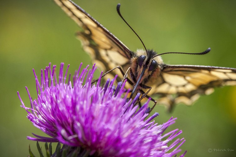 Dion Marie-Odile activité randonnée raquette hiver
