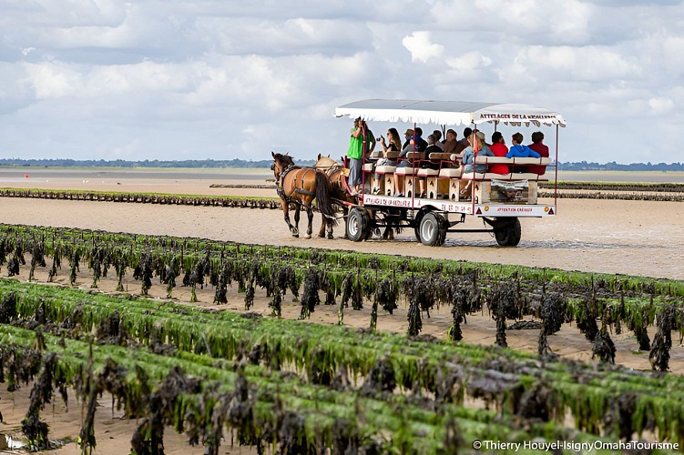 Parcs à huîtres à Grancamp Maisy en Normandie