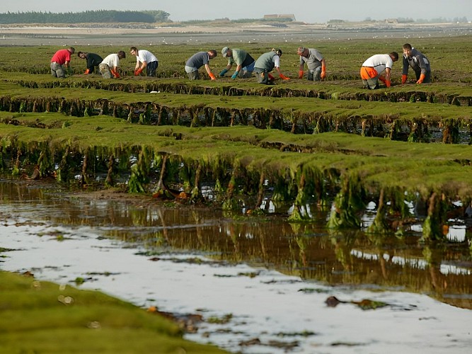Parcs à huîtres à Grandcamp-Maisy