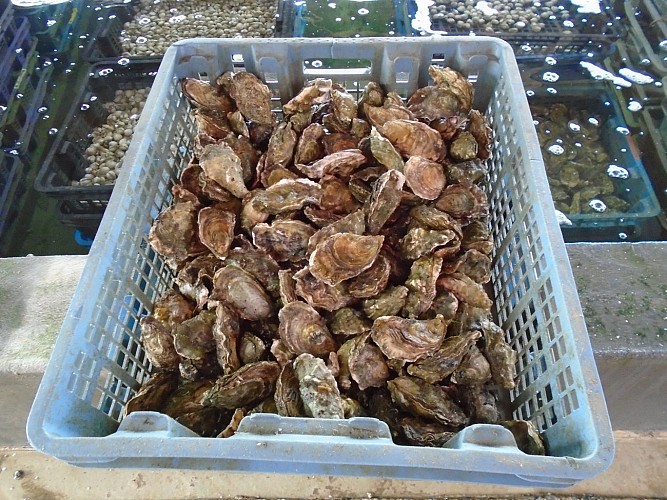 Huitres et bassin de purification