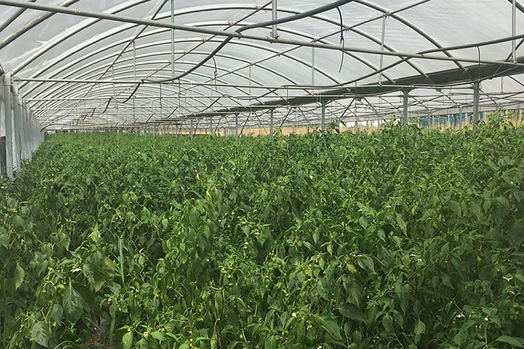 Características de los Pimientos de Herbón