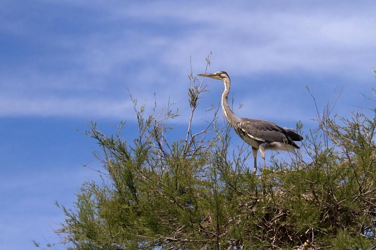 Parc Ornithologique du Pont de Gau