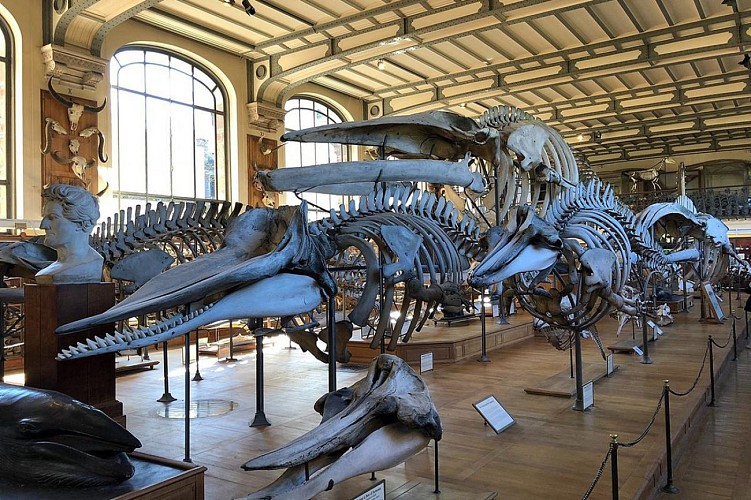 Musée national d'Histoire naturelle Français