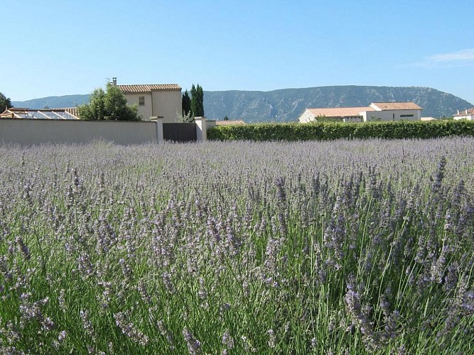 Lavender Museum (Musee de la Lavande)