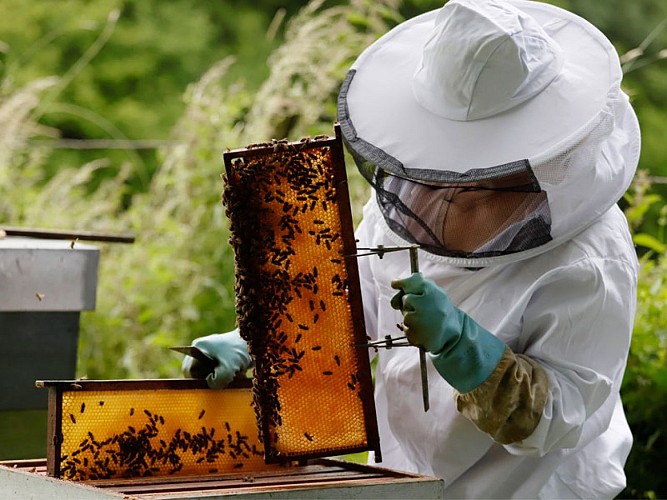 Rucher de la forêt d'Andaine