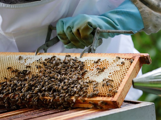 Rucher de la forêt d'Andaine