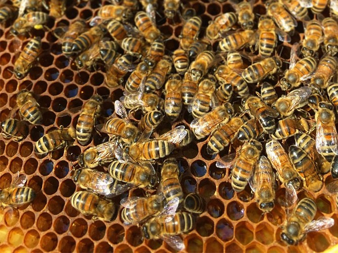 Rucher de la forêt d'Andaine