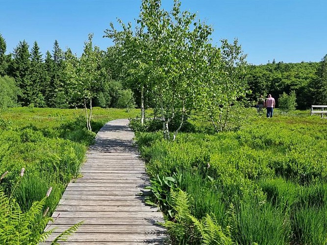 La tourbière du haut chitelet - bog