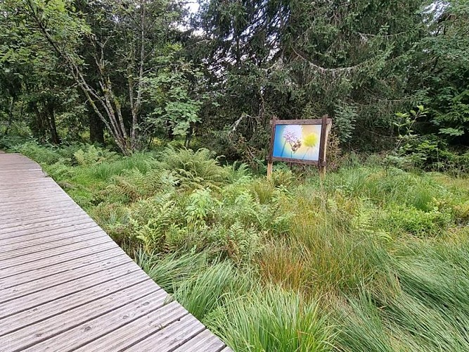 La tourbière du haut chitelet - bog