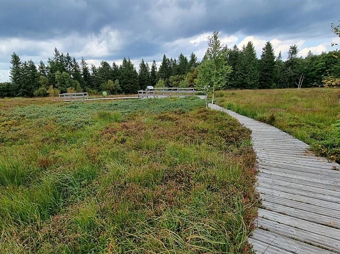 La tourbière du haut chitelet - bog