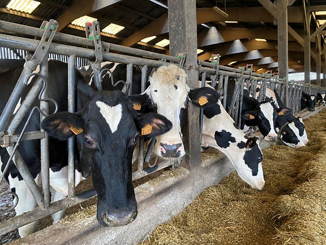 Terre de lait degustation St Pierre a champ Val en Vignes Thouarsais