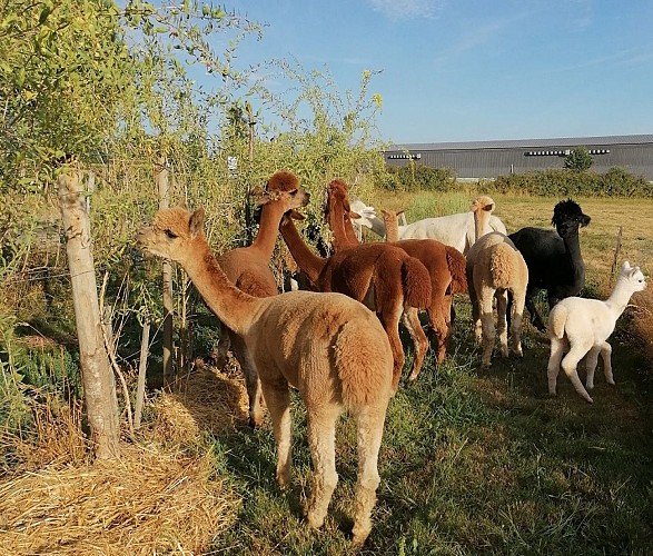 Alpagas-Mon Pérou-Montpon