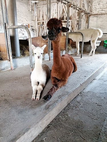 Alpagas- Mon Pérou- Montpon-intérieur