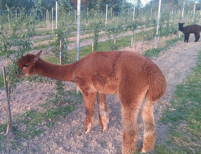 Alpagas-Mon-Pérou-montpon-marrons