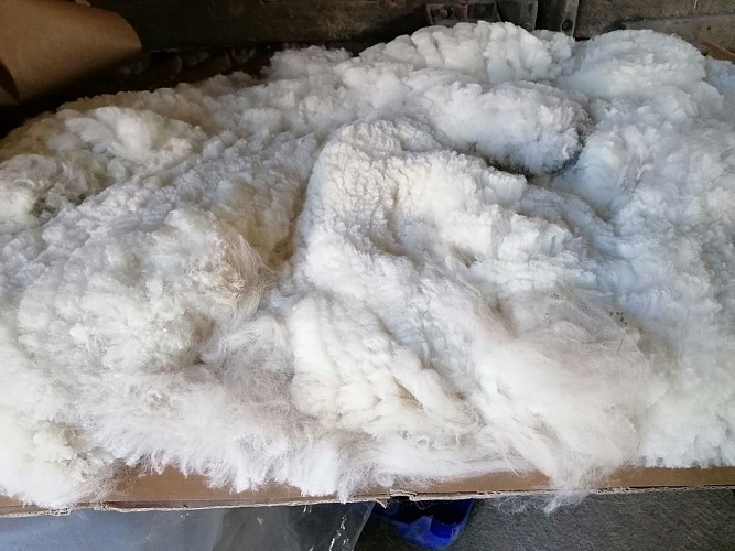 Alpagas-Mon-pérou-Montpon-laine