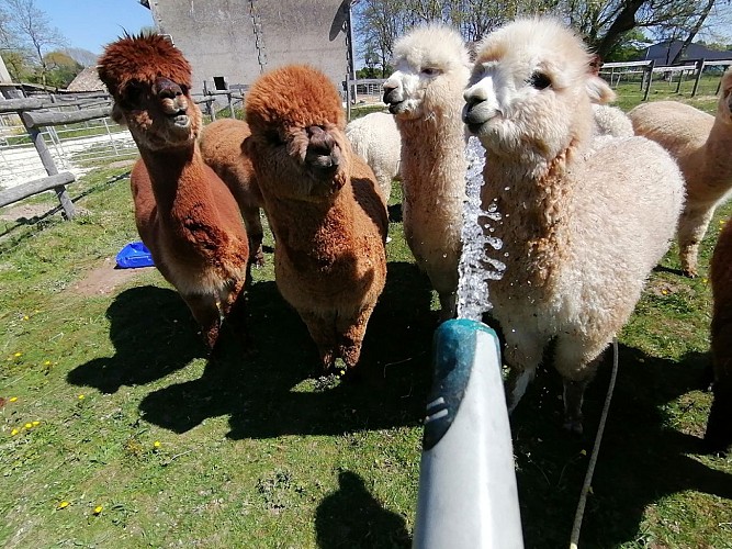 Alpagas-Mon-Pérou-Montpon-groupe