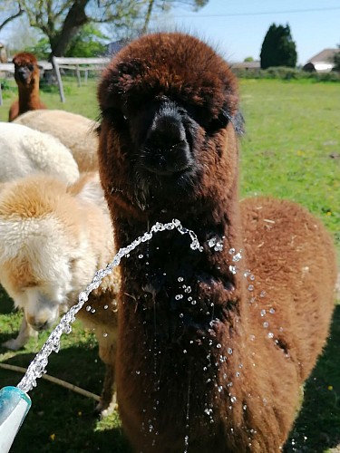 Alpagas-Mon-Pérou-Montpon-eau