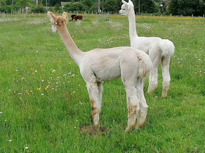 Alpagas-Mon-Pérou-Montpon-blancs