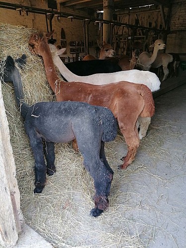 Alpagas-mon-Pérou-Montpon-nourriture