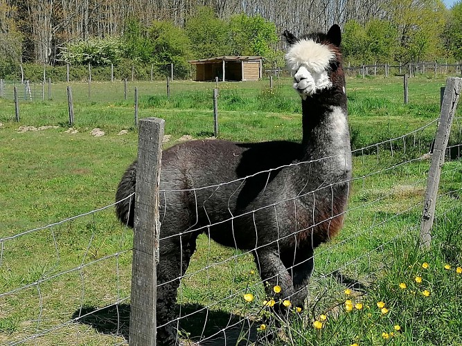 Alpagas-Mon-Pérou-Montpon-noir