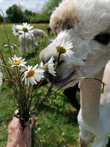 Alpagas-Mon-Pérou-Montpon-fleurs