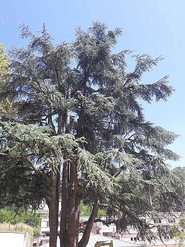 Cèdre du Liban - Arbre remarquable