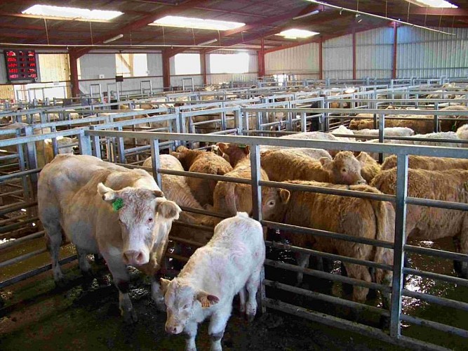 Parc où sont les bovins en attente des ventes