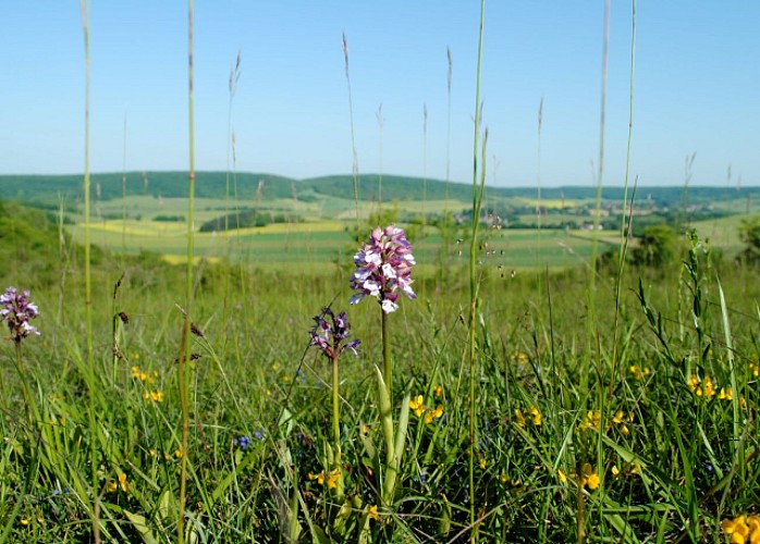 La butte aux orchidées 