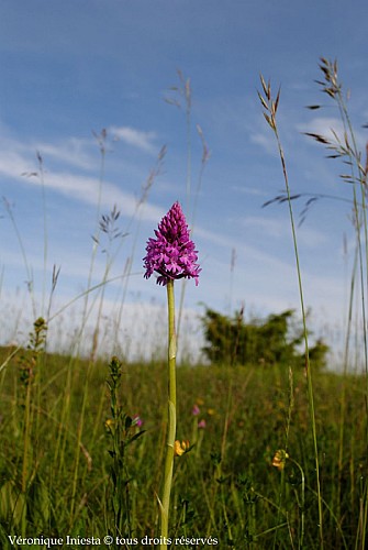 La butte aux orchidées 