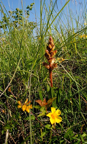 La butte aux orchidées 