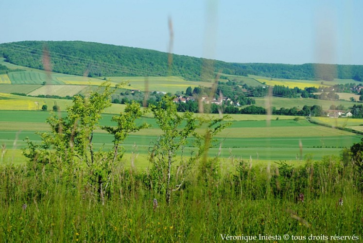 La butte aux orchidées 