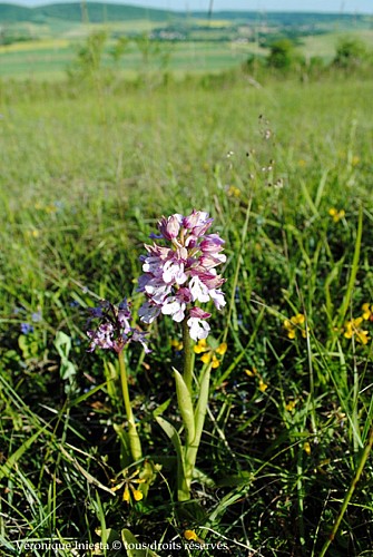 La butte aux orchidées 