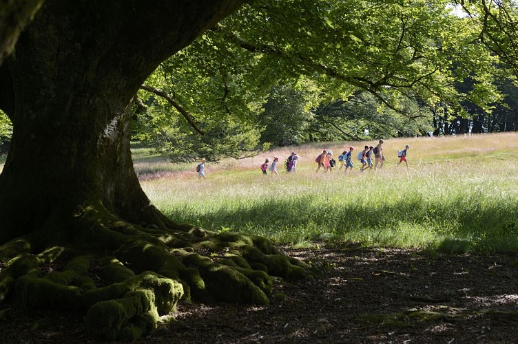 Randonner dans le parc naturel régional du Morvan