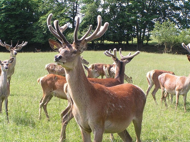 Parc animalier - La Ferme aux Cerfs