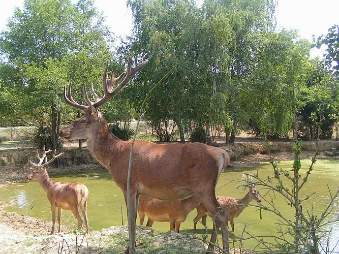 Parc animalier - La Ferme aux Cerfs