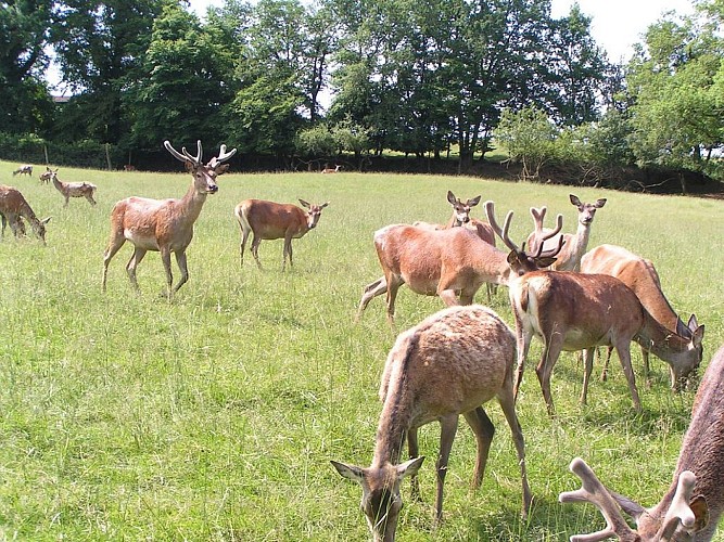 Parc animalier - La Ferme aux Cerfs