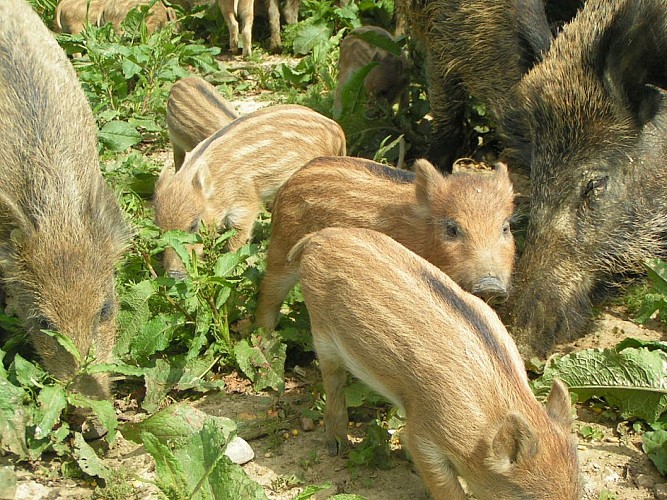 Parc animalier - La Ferme aux Cerfs