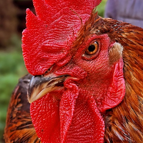 Visite de la ferme du domaine de Ouézy