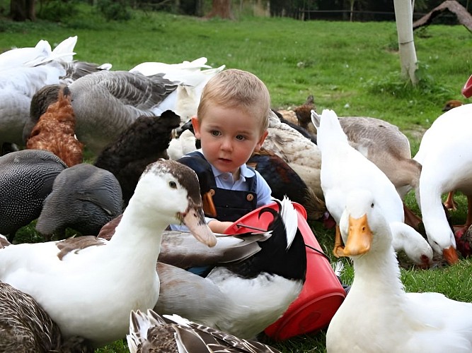 Ferme pedagogique du Chateau de Canon pres de Lisieux (6)