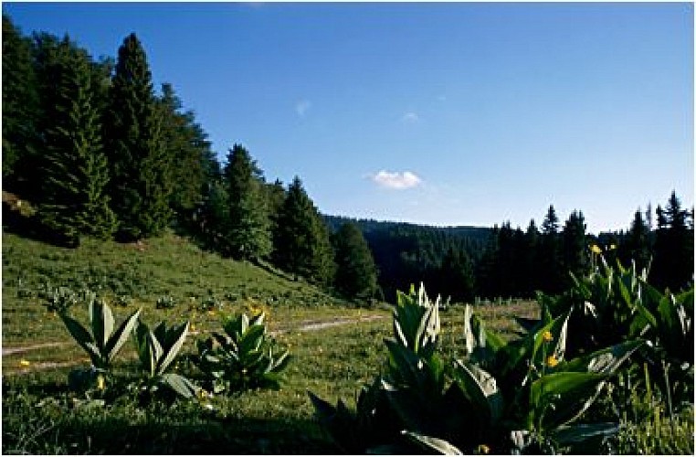 Les Plans d'Hotonnes 