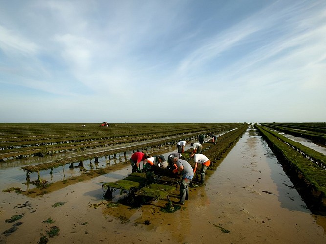 Parcs à huîtres à pied ou en attelage