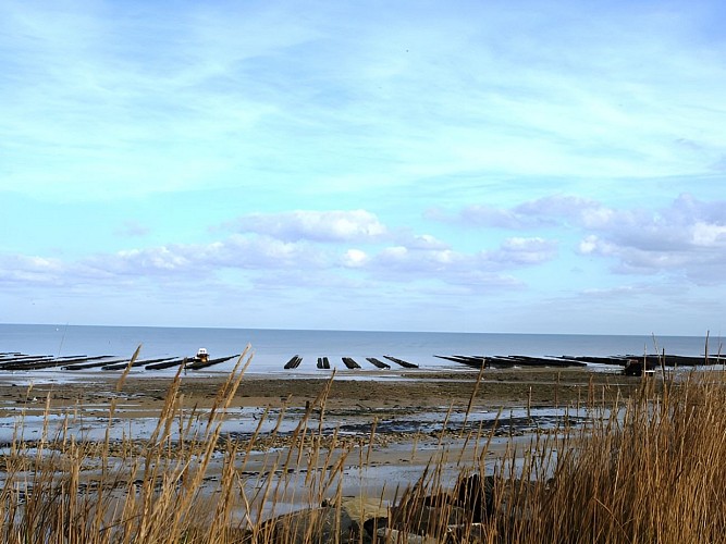 GRANDCAMP MAISY_Parcs à huîtres