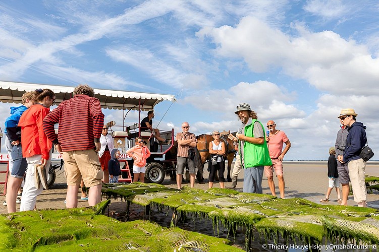 Parcs à huîtres Baie des Veys Isigny Omaha