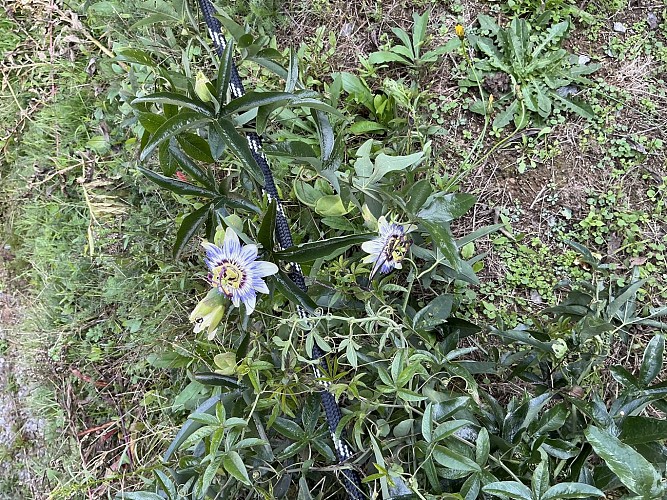 Passiflore dans l'allée du gîte
