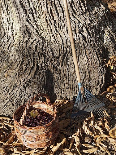 Farine de châtaigne - Jean Luc VERSINI