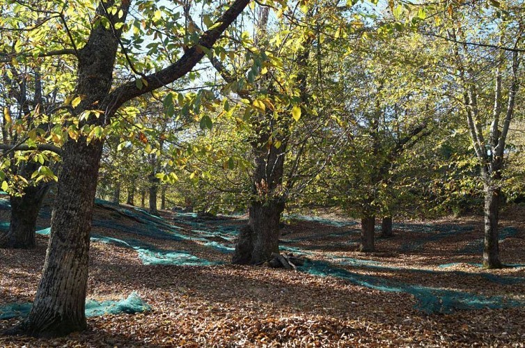 Farine de châtaigne - Jean Luc VERSINI