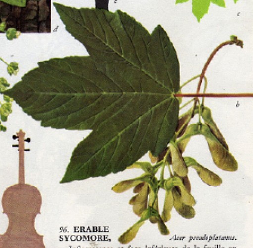 Érable sycomore