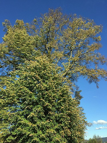 Tilleul à grandes feuilles
