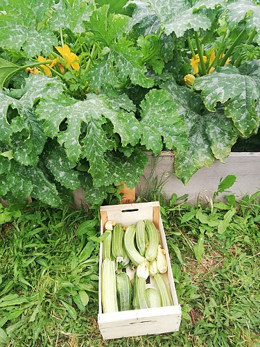 Martine à la ferme2